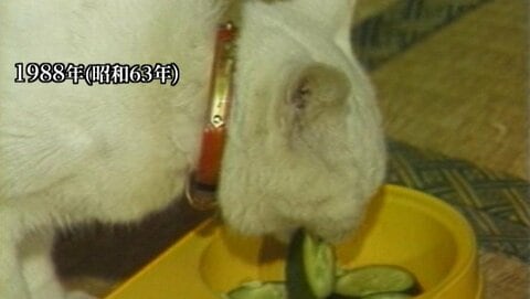 【猫特集】家出を機にキュウリを偏愛するようになってしまった猫「タマちゃん」の謎（1988年のアーカイブ映像）
