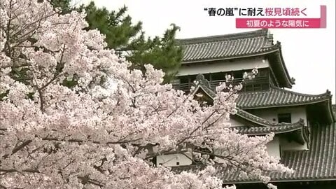 “春の嵐”に耐えて…松江城山公園のソメイヨシノ満開続きクライマックスへ　5日は初夏の陽気に（島根）