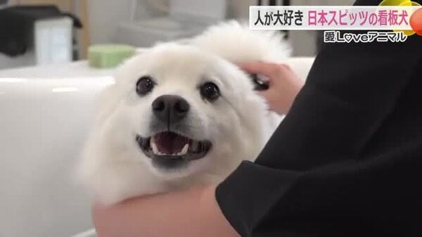 ふわっふわの毛が自慢！サロン看板犬　日本スピッツの「あわ」くん　お仕事はシャンプー新商品の“お試し”…気持ち良くて思わずうとうと｜FNNプライムオンライン