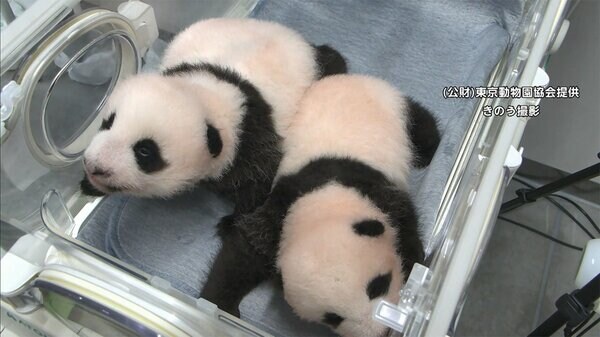 双子赤ちゃんパンダ 最新映像 きのうで生後2カ月に