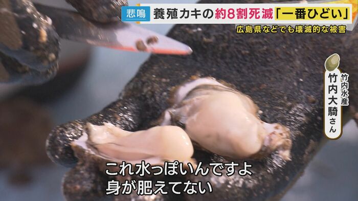 生き残ったカキにも異変　水っぽく身が肥えていない