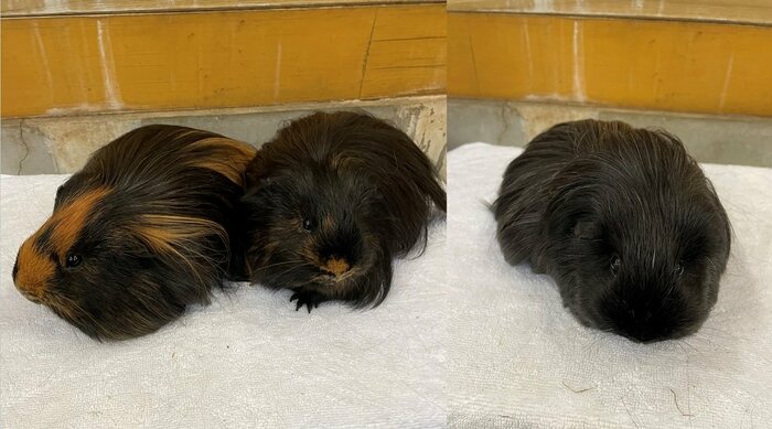 左から、きんときくん、くろまめくん、おはぎちゃん(提供:おびひろ動物園)