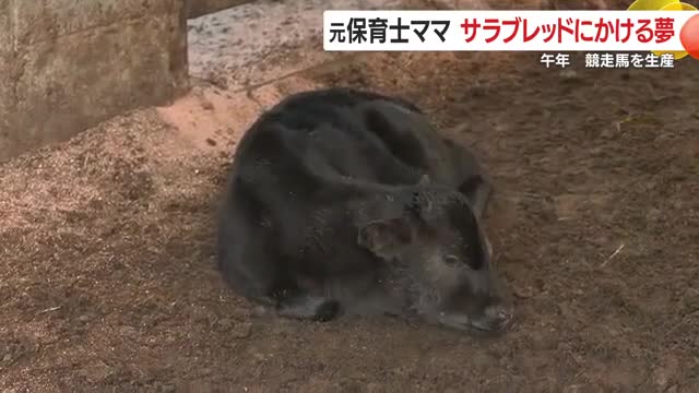 ちょうど子牛が生まれた日に取材
