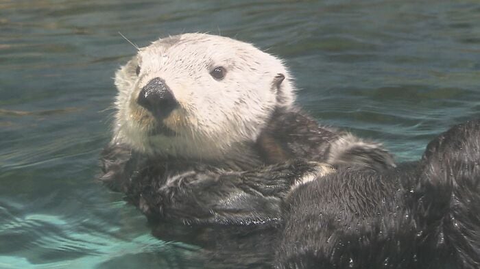 水族館で大人気のラッコ