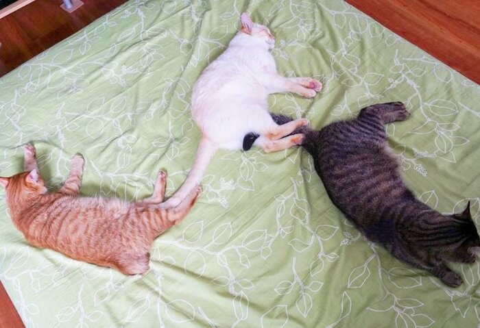 しっぽでくっついて寝る仲良し3匹