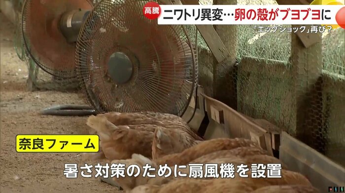 扇風機や餌で暑さ対策