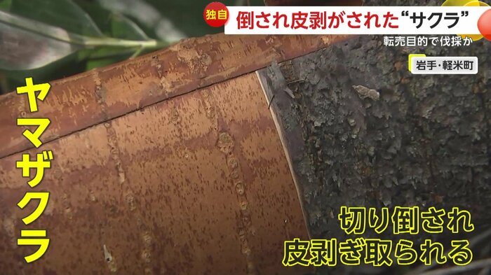 皮がはがされたヤマザクラ