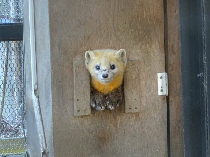 巣箱から顔をだすエゾクロテンのてんてんくん(提供:釧路市動物園)