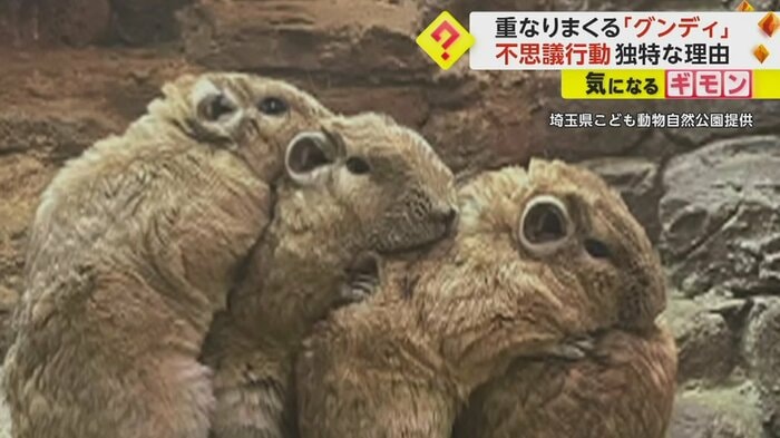 グンディ4匹が重なっている