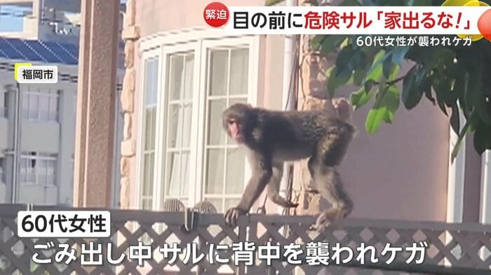 60代女性の背中を襲ったサル(FNN投稿サイト「ビデオPost」)