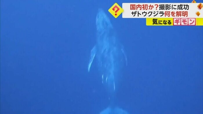 今回撮影されたザトウクジラ