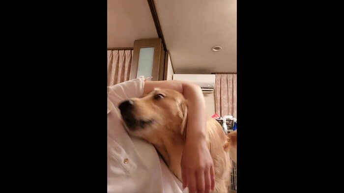 脇の下に鼻先を押し込んで「なでて」アピール(提供:Charlotte@ゴールデンレトリバーさん)
