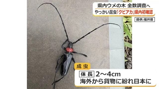 海外からの貨物に紛れて国内に入ったか