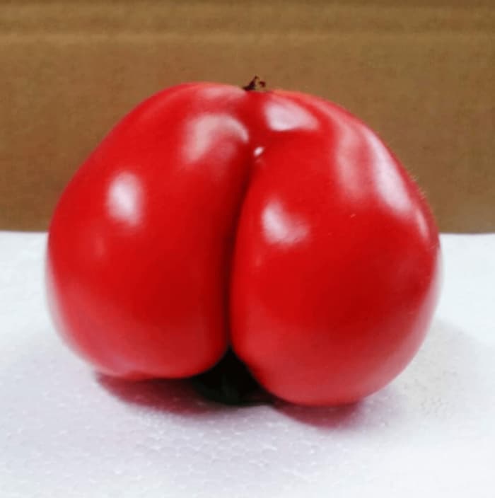 お尻のトマト(提供:曽我ファーム)
