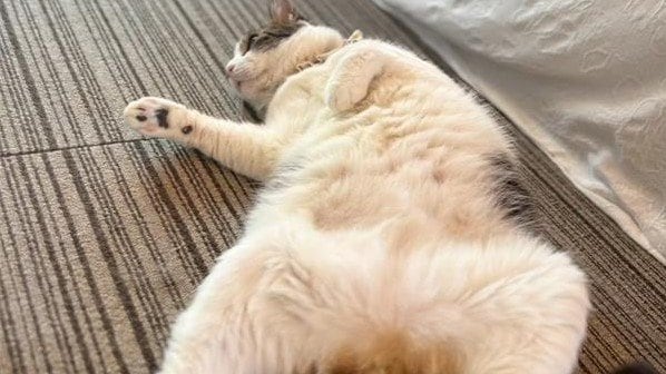 安心しきった様子を見ることができる