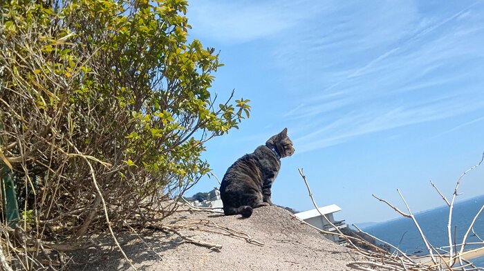 群れから離れ孤独を選んだ