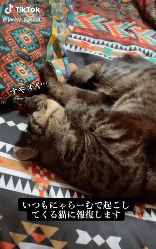 いつもとは反対に、飼い主さんが寝ているにゃん助さんを起こす動画も