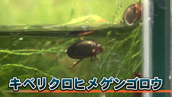 キベリクロヒメゲンゴロウ
