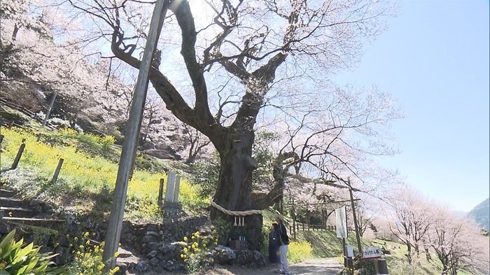 樹齢500年!花を咲かせ続けるひょうたん桜 たった1人作った「庭園」も満開【高知発】