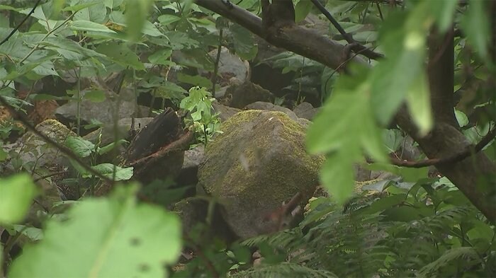 白骨遺体でおなかに子どもも 36歳女性事務員 なぜ山林で?