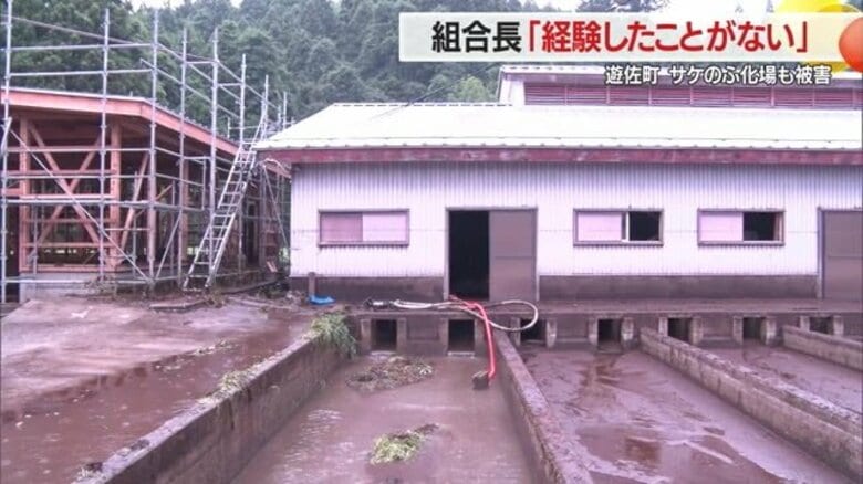 サケの遡上まで2カ月…飼育用の池に泥　未曾有の大雨で遊佐町のサケふ化施設も甚大な被害・復旧急がれる【山形発】｜FNNプライムオンライン