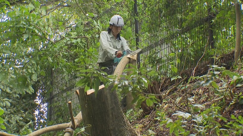 クマの出没リスクを減らせ！富山市の保育所周辺でオニグルミとミズキを伐採　富山県が「ツキノワグマ出没警報」発令中｜FNNプライムオンライン
