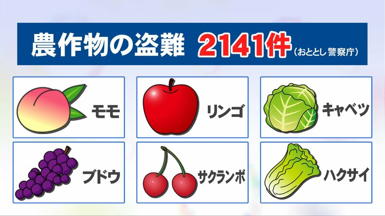 ミツバチが“巣箱ごと”のケースも…農作物の盗難被害 モモやブドウ等の果物のほかキャベツや白菜など多く｜FNNプライムオンライン