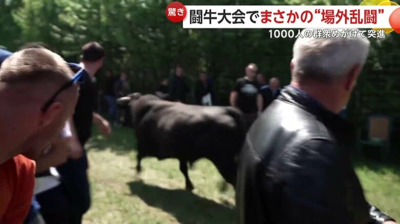 伝統的な闘牛大会でまさかの“場外乱闘”　誤って開いたままの扉から牛2頭が会場の1000人の群衆目がけ突進　ボスニア・ヘルツェゴビナ｜FNNプライムオンライン