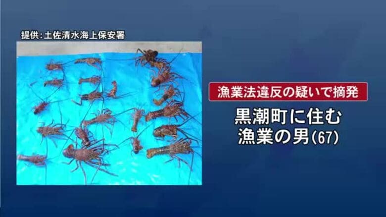 素潜りで『伊勢エビ21匹』を密漁　黒潮町の男（67）を海上保安署が摘発｜FNNプライムオンライン
