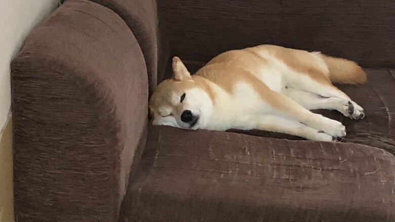 ソファの上が特等席