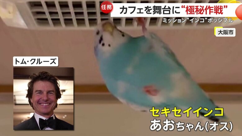 ハリウッドスター、トム・クルーズさながらのアクションを見せるインコ
