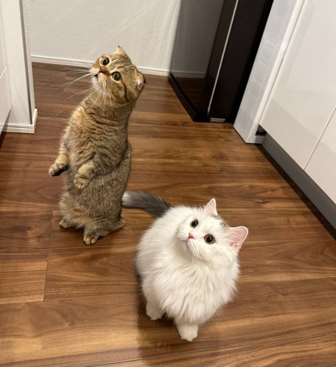 左がたぬ吉くん、右が“弟猫”のゆきおくん