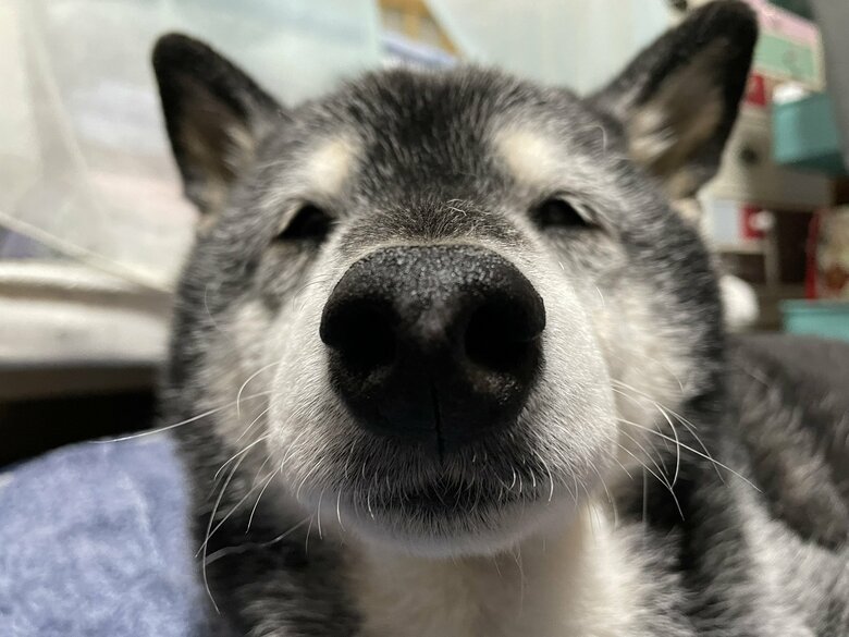 ただ、寝起きはフニャフニャになる