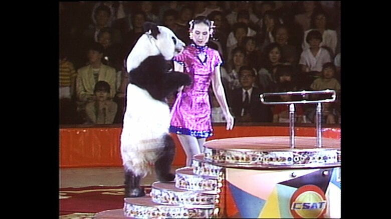 階段を2本足で昇るチャオチャオ