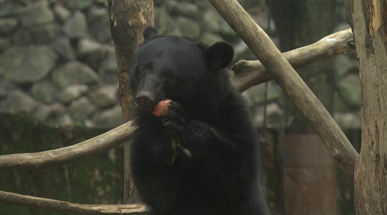 八木山動物公園のツキノワグマ「アオバ」
