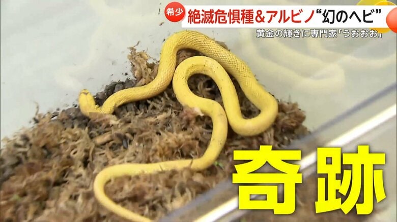 アルビノ個体のヘビが大人になるまで生き残るのは「奇跡」だという