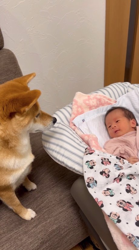提供：柴犬 むぎさん