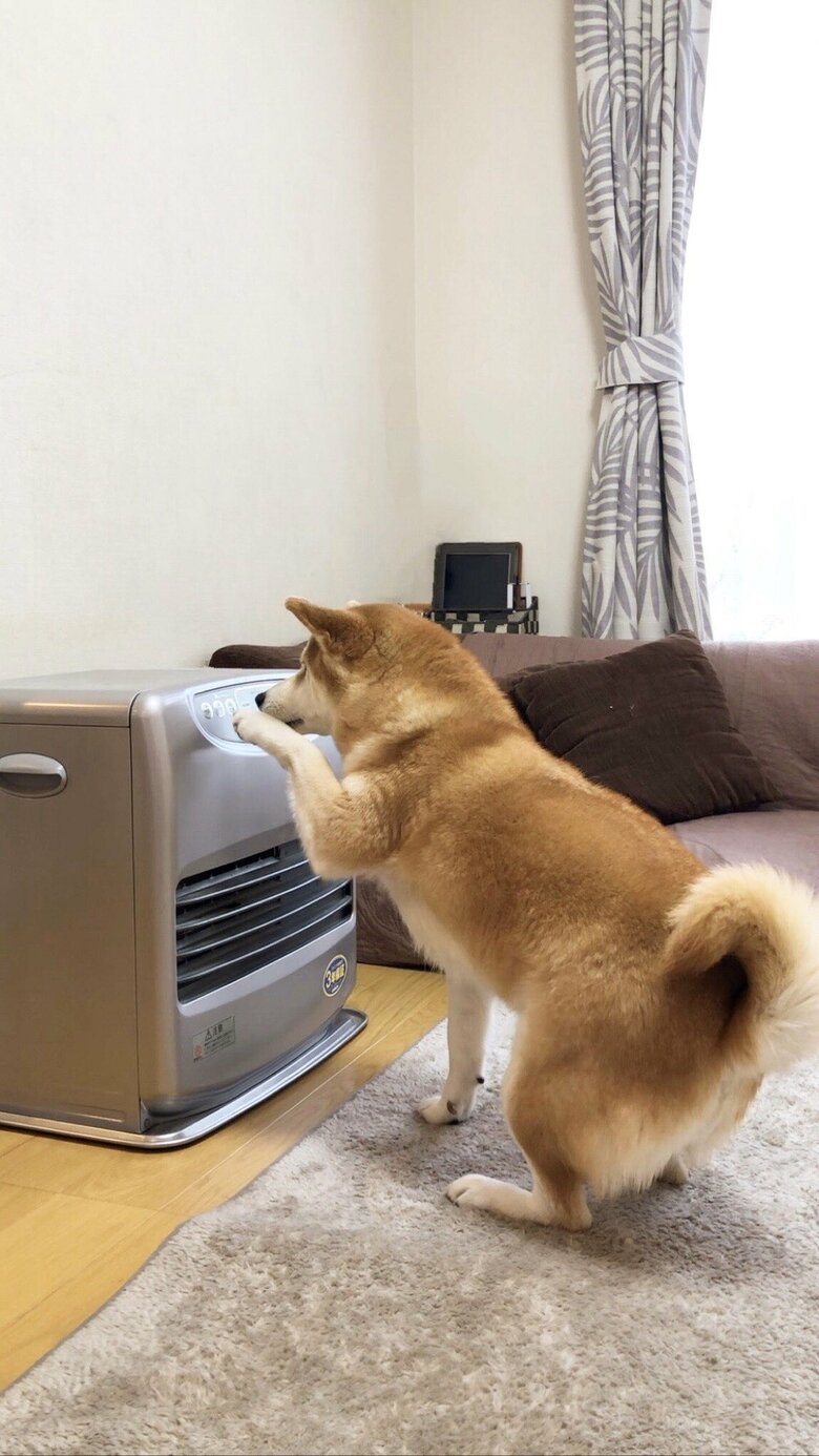 いよいよ自分で運転スイッチを押そうとしている（提供：柴犬ももさん）