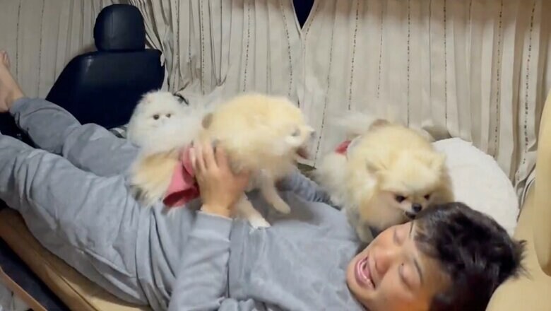 別の日もパパの取り合いをしていたクララちゃんとマリンちゃん（提供：愉快な3姉妹ポメラニアンちゃんねるさん）