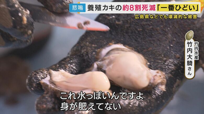 生き残ったカキにも異変　水っぽく身が肥えていない