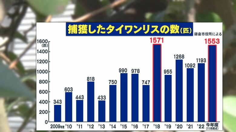 今年の捕獲数は過去最多に迫る勢い