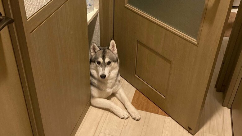 狭いところが好き。いつものポジションがこちら