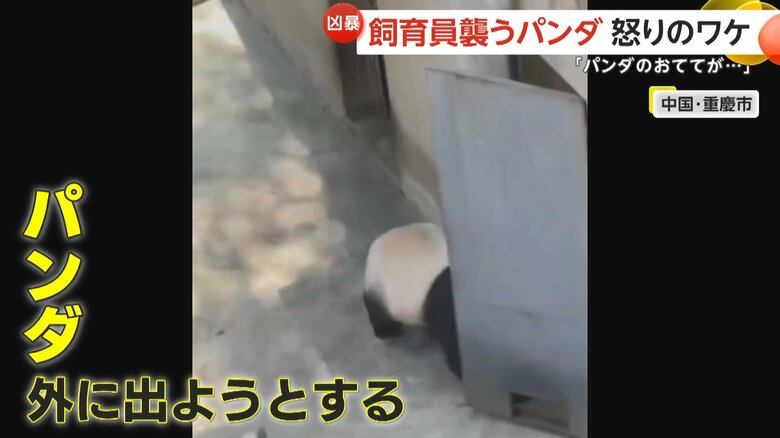 右前足をドアに挟まれ攻撃的になったか