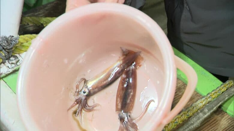 結果はスルメイカ“2匹”