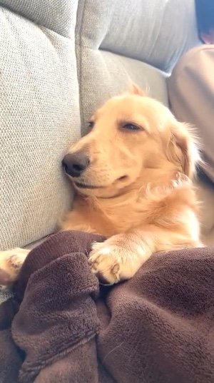 ソファに座って寝ているこいろちゃん（提供：___0516.wanさん）