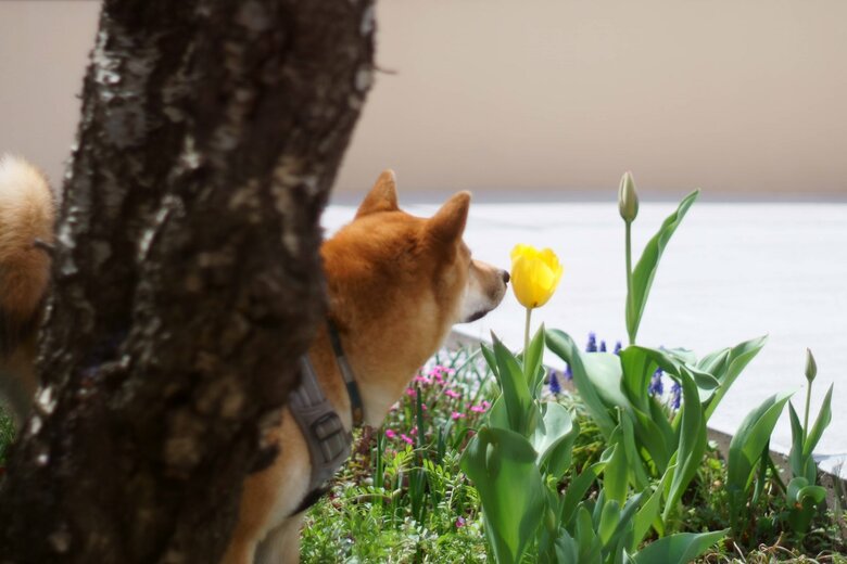 提供：柴犬まるやん日記さん