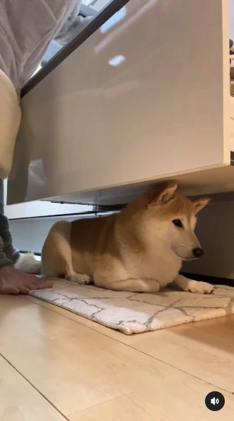 提供：柴犬Mamesuke・Korosuke大阪さん