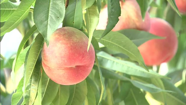 2012年9月　原発事故後 初めてタイにモモを輸出