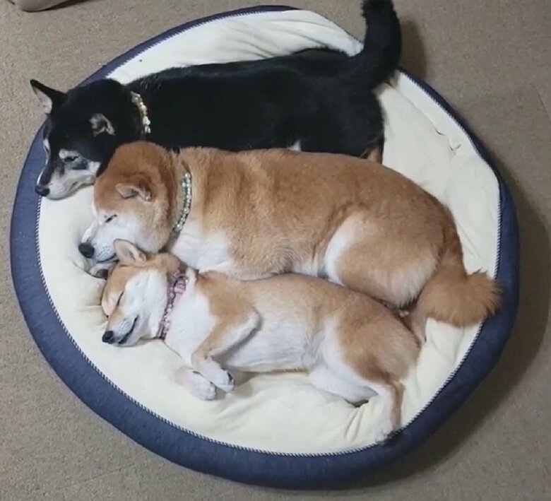 久しぶりに出したベッドで仲良く