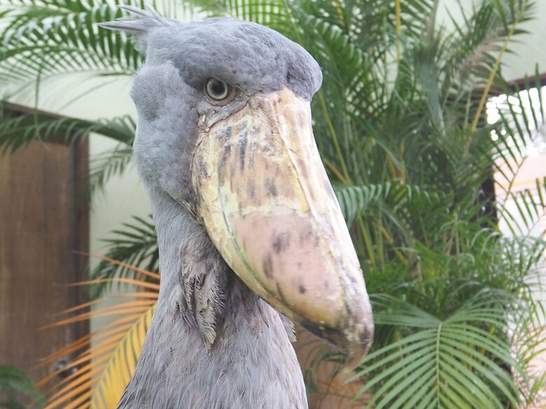 凛々しい表情のハシビロコウ